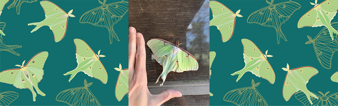 The Beloved Luna Moth