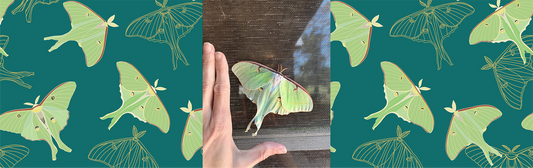 The Beloved Luna Moth