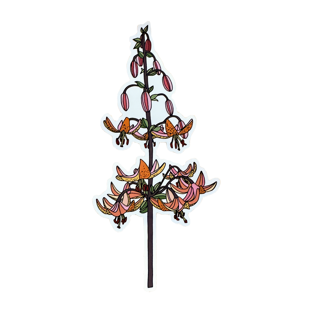 Sticker of a Martagon Lily with flowers and buds colors of orange and pink with a white border, on a white background.