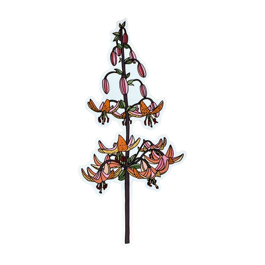 Sticker of a Martagon Lily with flowers and buds colors of orange and pink with a white border, on a white background.