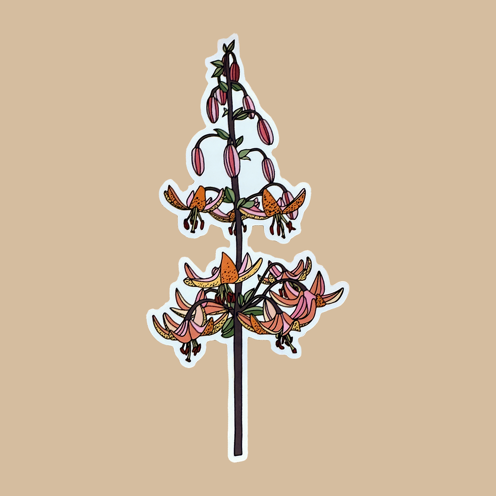 Sticker of a Martagon Lily with flowers and buds colors of orange and pink with a white border, on a white background.