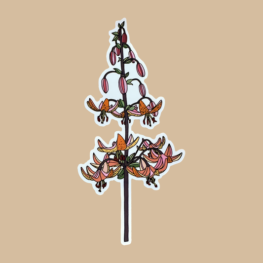 Sticker of a Martagon Lily with flowers and buds colors of orange and pink with a white border, on a white background.
