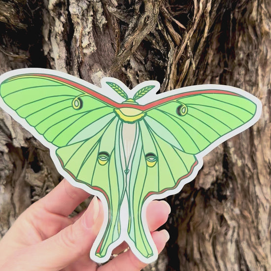 Luna Moth Sticker in video showing angles of light on the artwork.