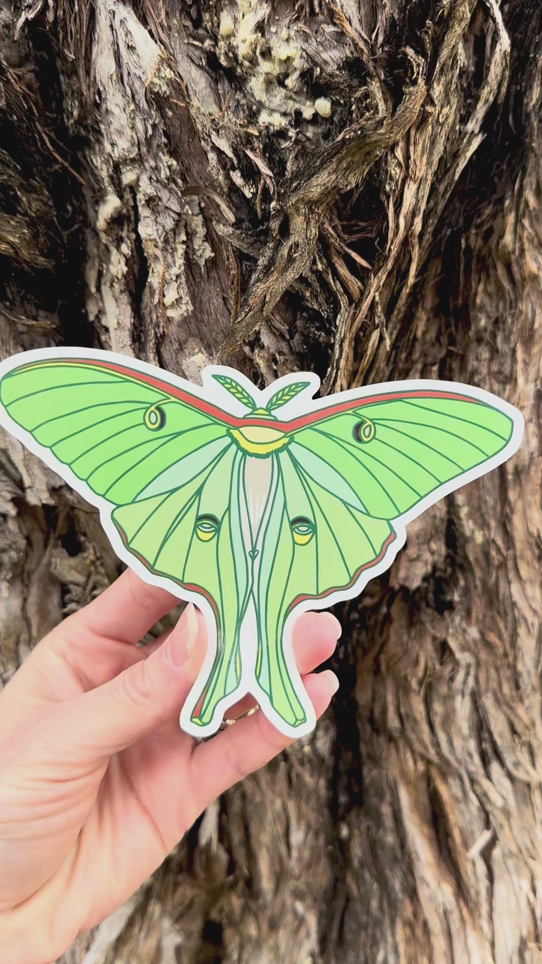 Luna Moth Sticker in video showing angles of light on the artwork.