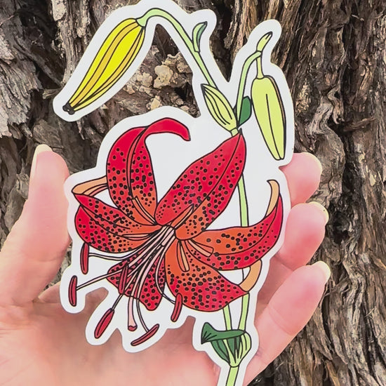 Large Martagon Lily Sticker movement video that shows the light reflecting on the artwork. 