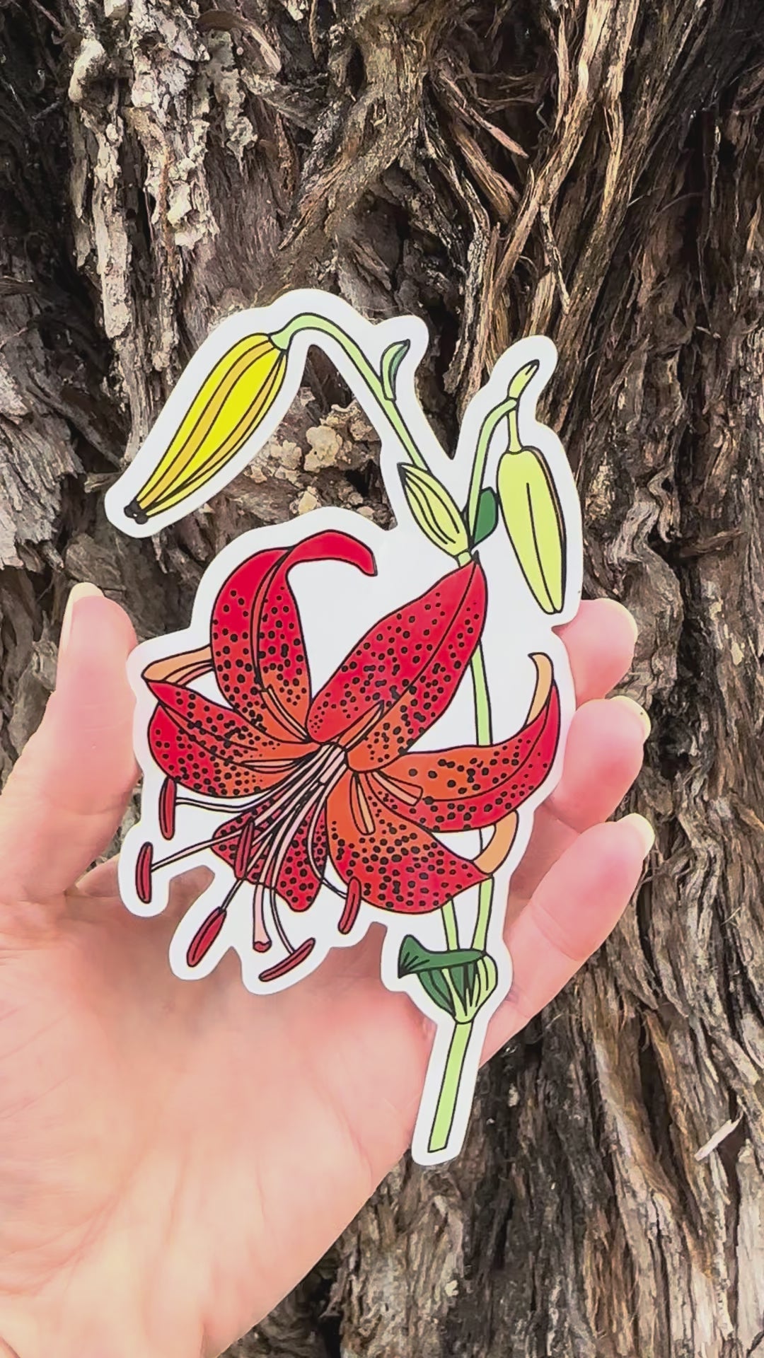Large Martagon Lily Sticker movement video that shows the light reflecting on the artwork. 