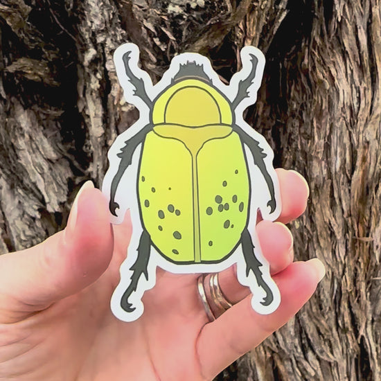 Hercules Beetle Sticker movement video that shows the light reflecting on the artwork. 