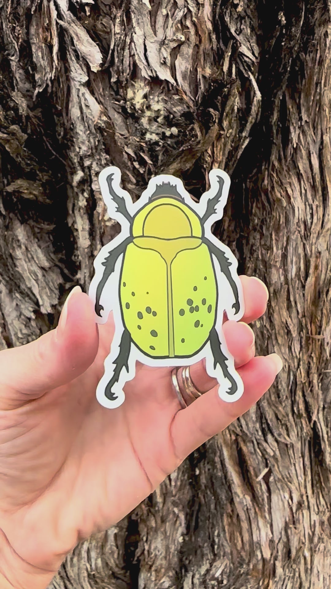 Hercules Beetle Sticker movement video that shows the light reflecting on the artwork. 