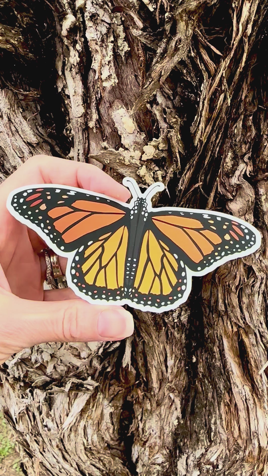Monarch Butterfly  Sticker movement video that shows the light reflecting on the artwork and Brushed Aluminum Wings. 