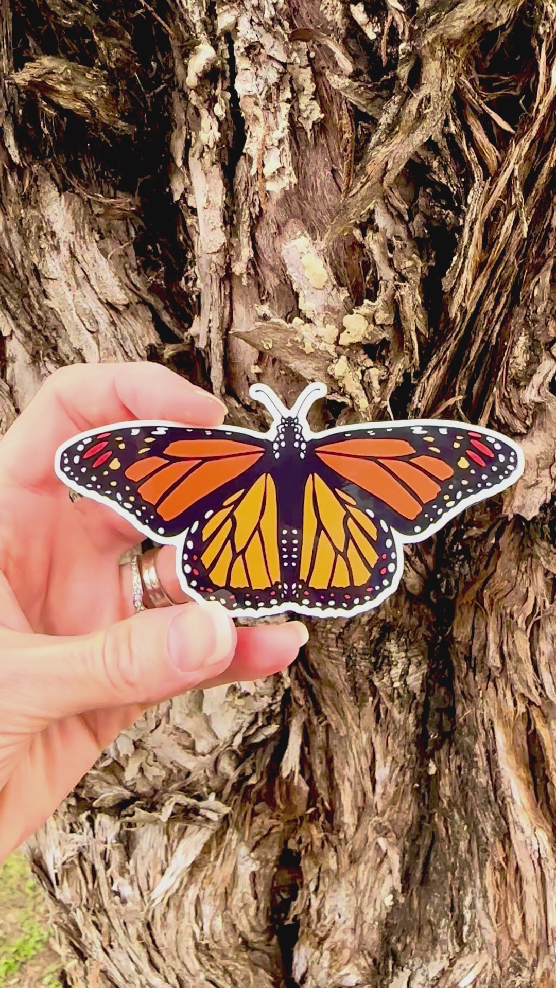Monarch Butterfly Sticker movement video that shows the light reflecting on the artwork. 