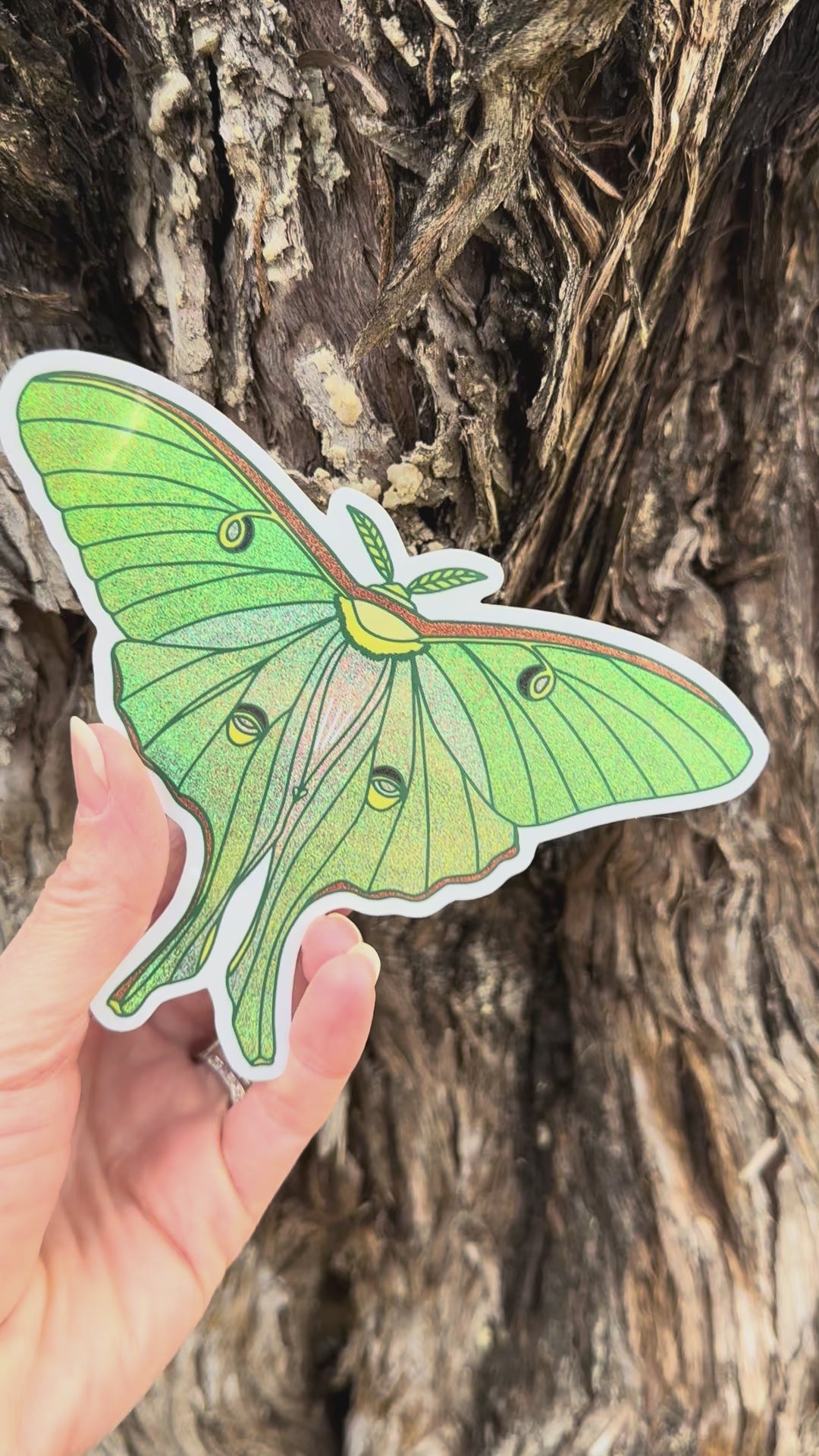 Luna MothSticker movement video that shows the light reflecting on the artwork and glitter. 